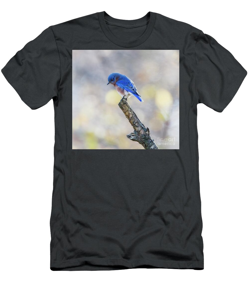 Bluebird T-Shirt featuring the photograph Eastern Bluebird Bowed in Prayer by Sandra Rust