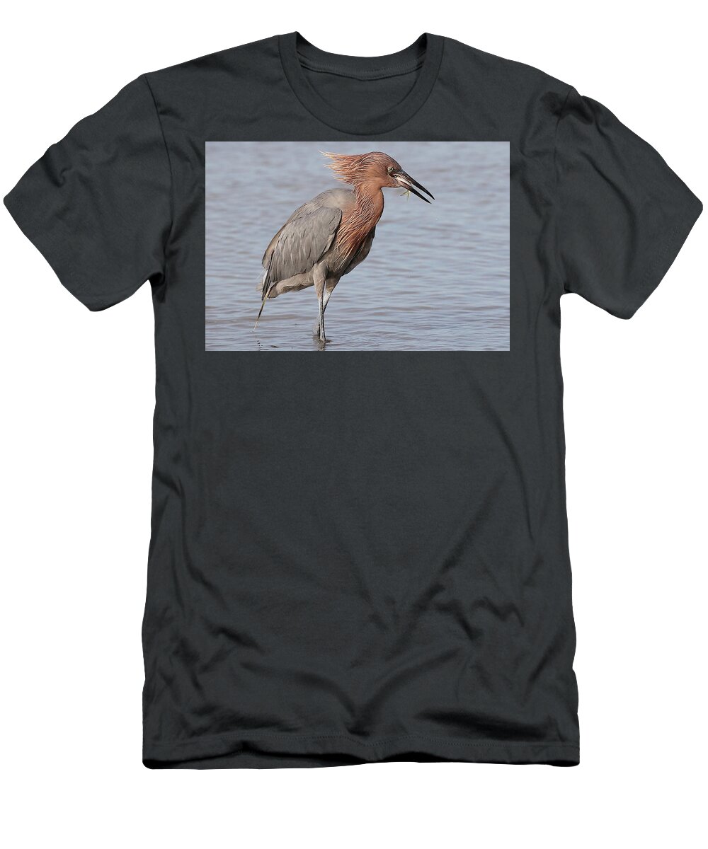 Reddish Egret T-Shirt featuring the photograph Eating a Fish May Need Greater Efforts by Mingming Jiang