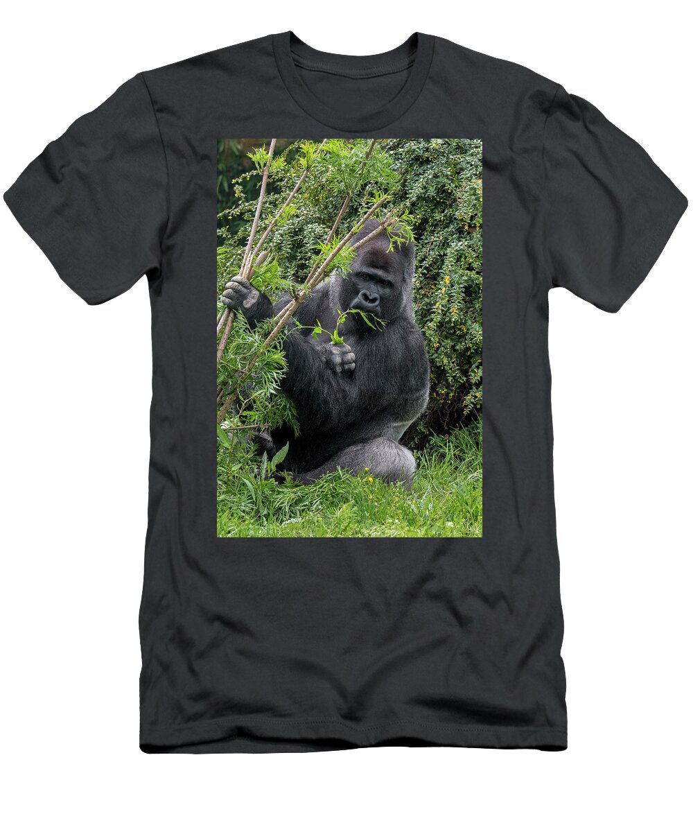 Western Lowland Gorilla T-Shirt featuring the photograph Eating Silverback Gorilla by Arterra Picture Library