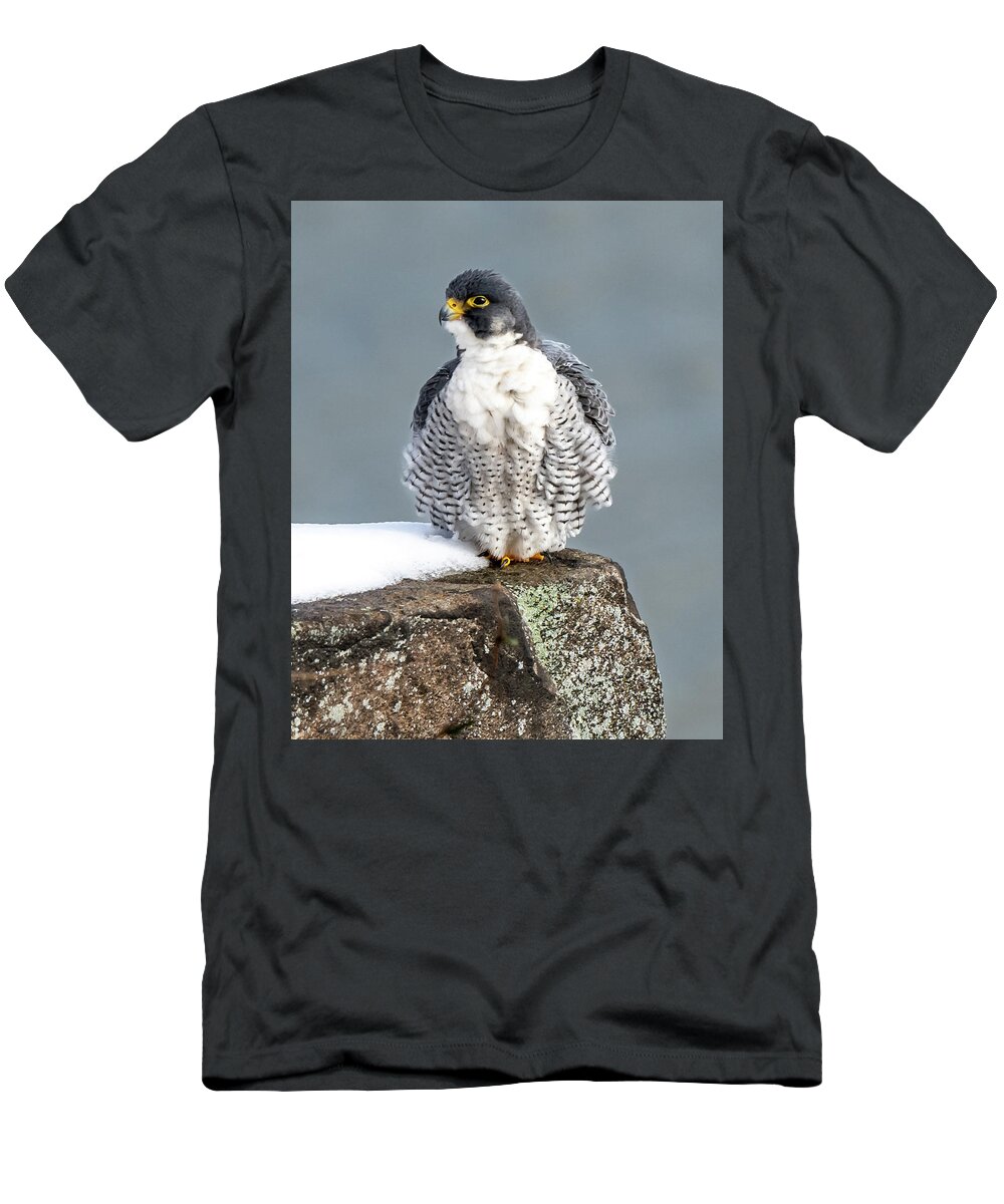 Birds T-Shirt featuring the photograph Falcon in Winter-4 by Kevin Suttlehan