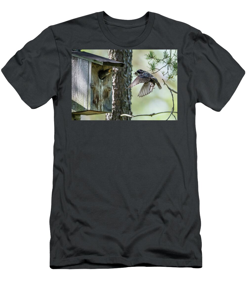 Feeding Flying Starling T-Shirt featuring the photograph Feeding Flying Starling by Torbjorn Swenelius