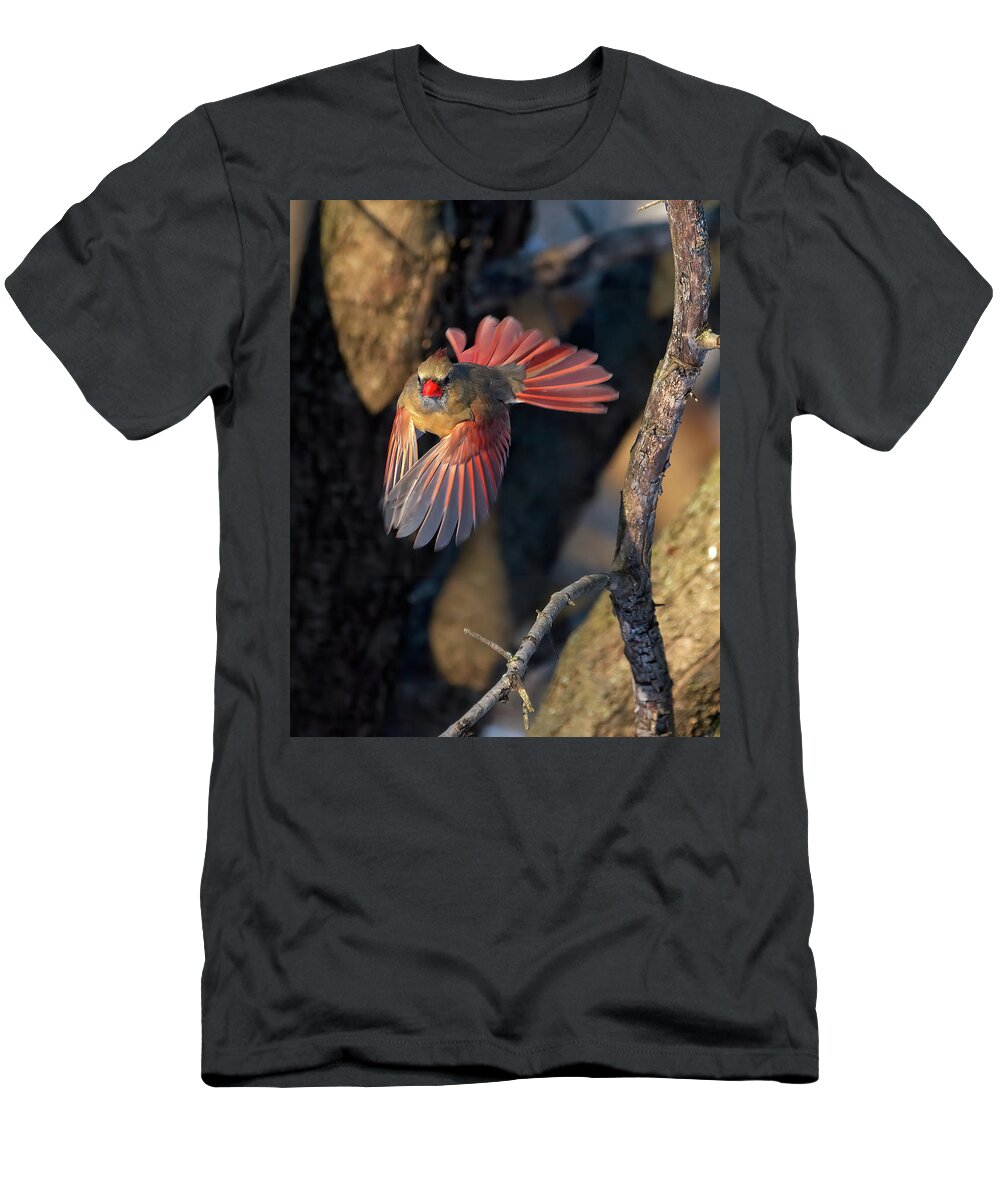 Cardinal T-Shirt featuring the photograph Female Cardinal in Flight by Flinn Hackett