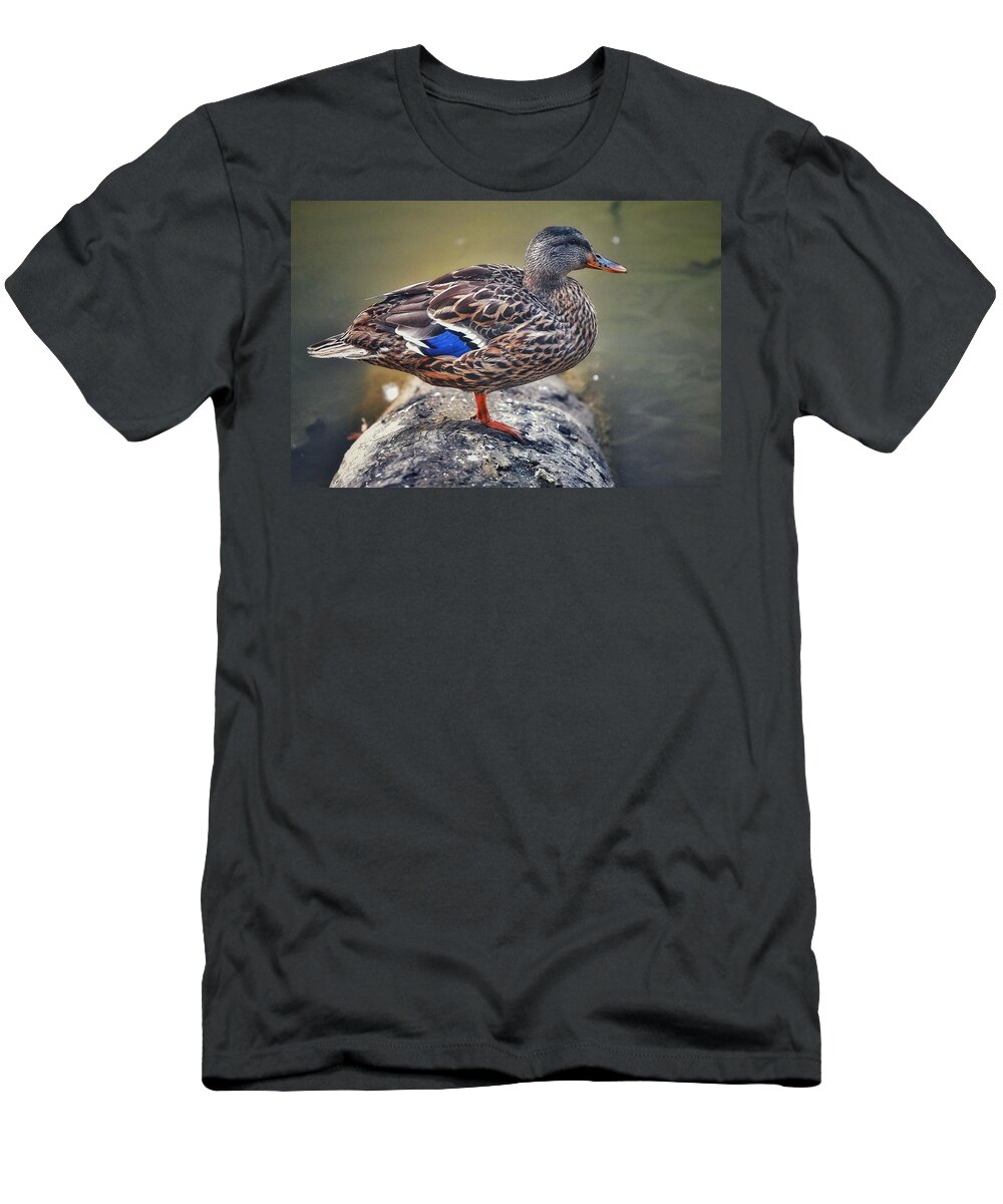 Photo T-Shirt featuring the photograph Female Mallard on Log by Evan Foster