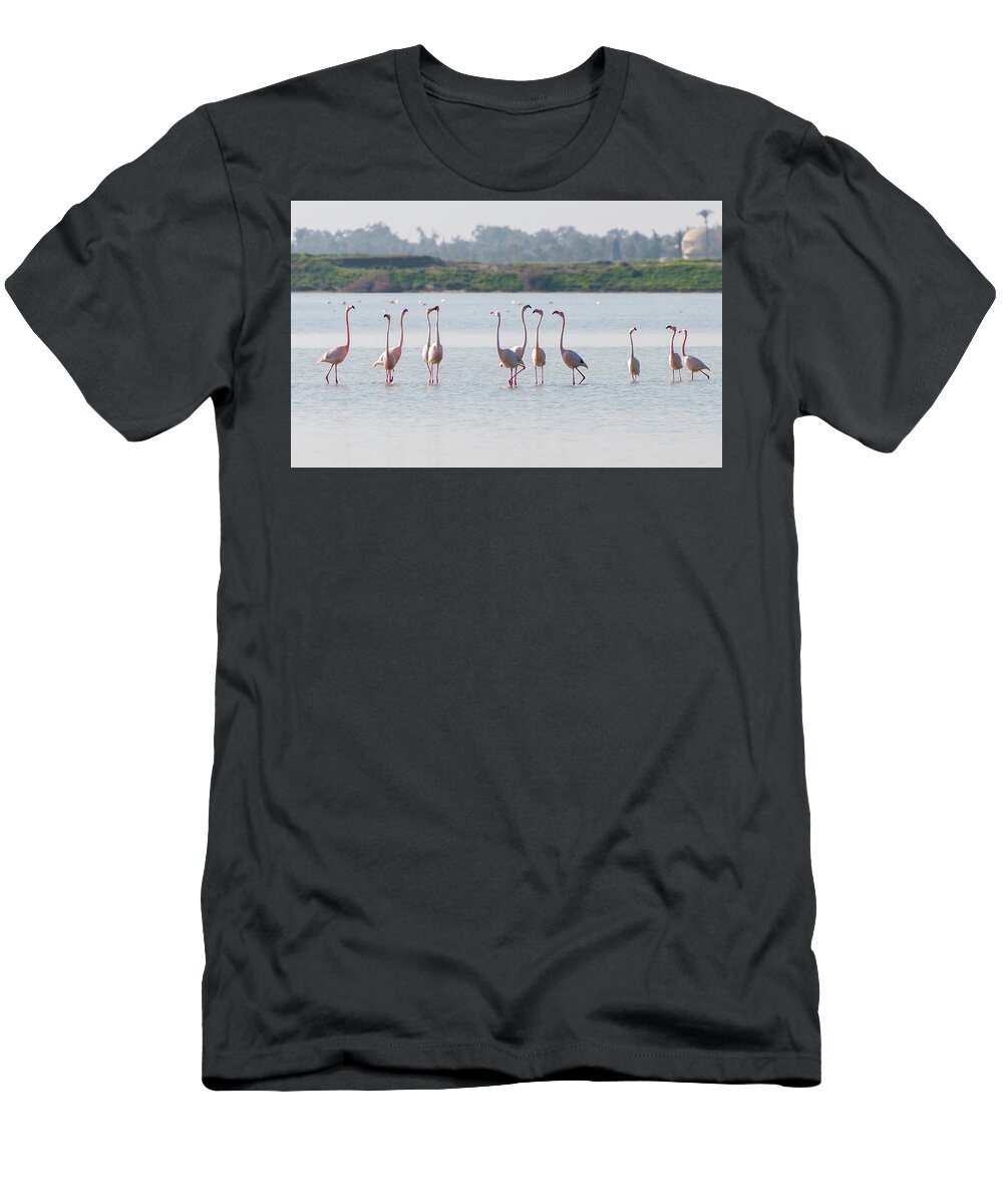 Flamingo T-Shirt featuring the photograph Flamingo birds, walking and feeding in the lake by Michalakis Ppalis