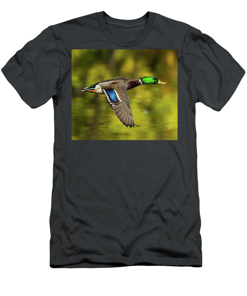 Duck T-Shirt featuring the photograph Flight of the Mallard by William Jobes