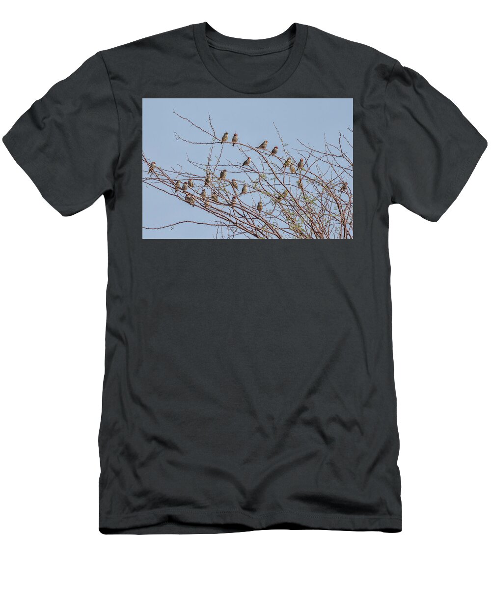 Red-headed Finch T-Shirt featuring the photograph Flock of Red Headed Finches Sitting in a Tree by Belinda Greb