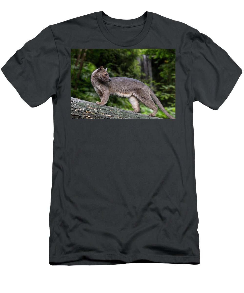 Fossa T-Shirt featuring the photograph Fossa by Arterra Picture Library