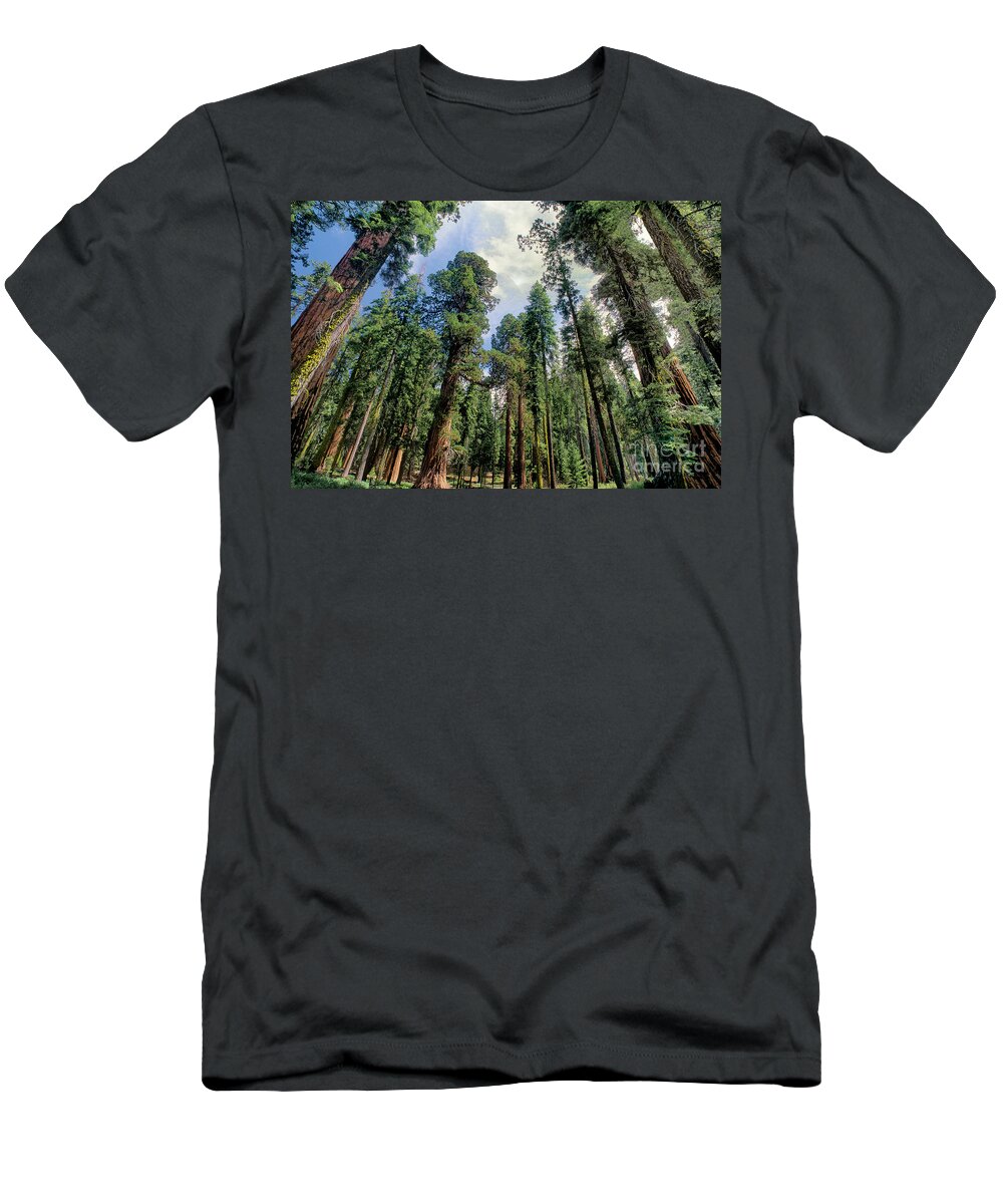 Dave Welling T-Shirt featuring the photograph Giant Sequoias Sequoiadendron Gigantium Yosemite by Dave Welling