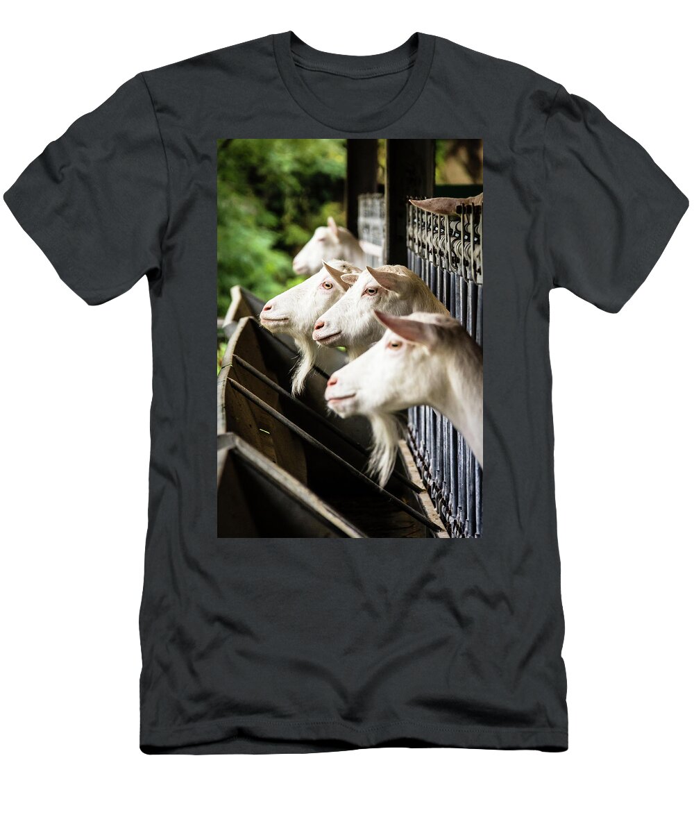 Italy T-Shirt featuring the photograph Goats seeking attention by Craig A Walker
