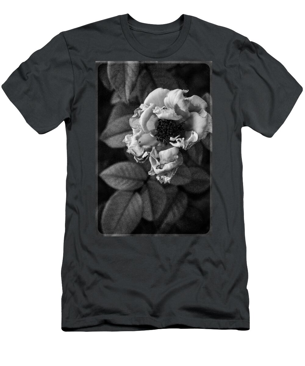 Rosa Chinensis T-Shirt featuring the photograph Golden Hour Black and White Rose by W Craig Photography