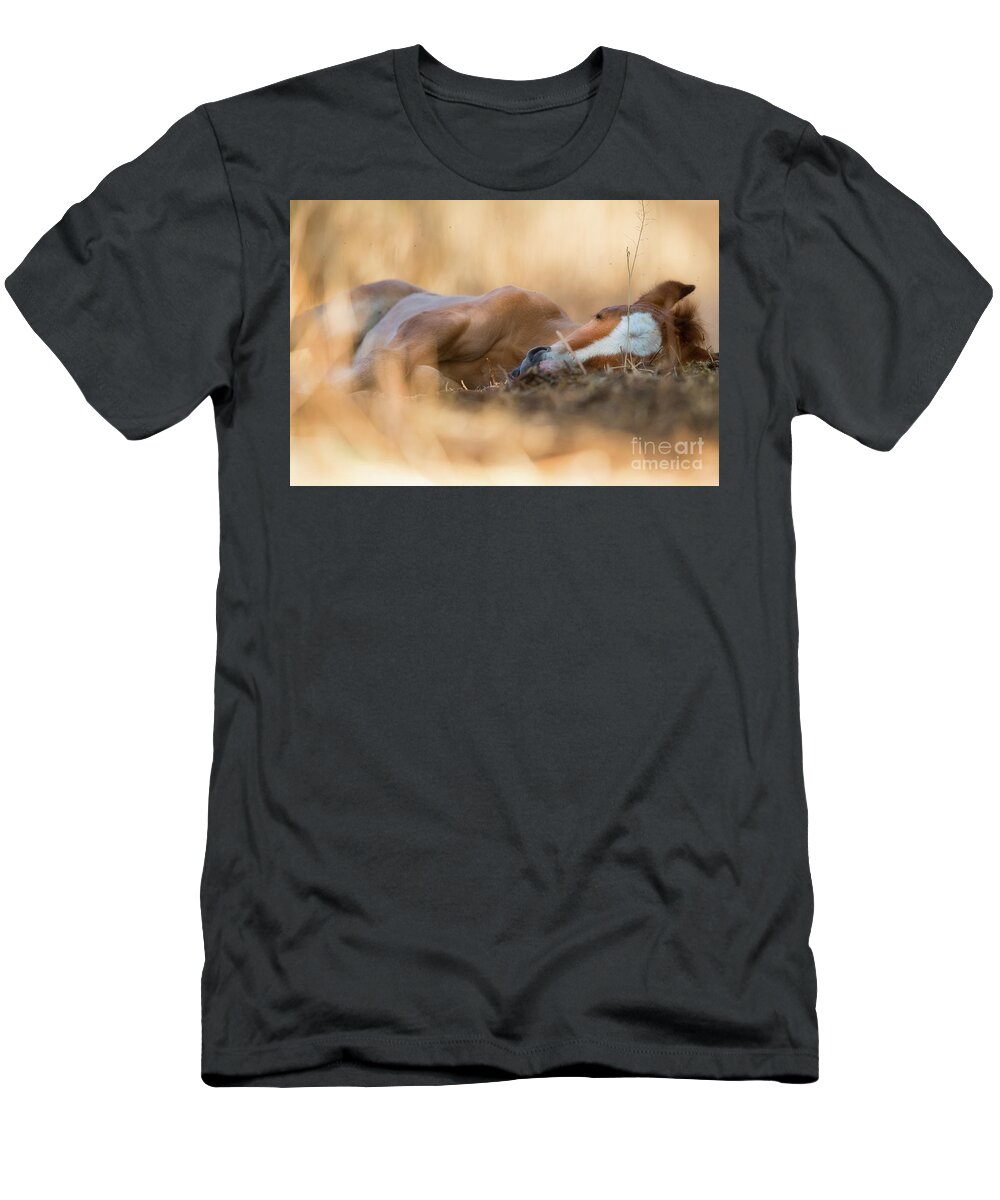 Cute Foal T-Shirt featuring the photograph Golden Nap by Shannon Hastings