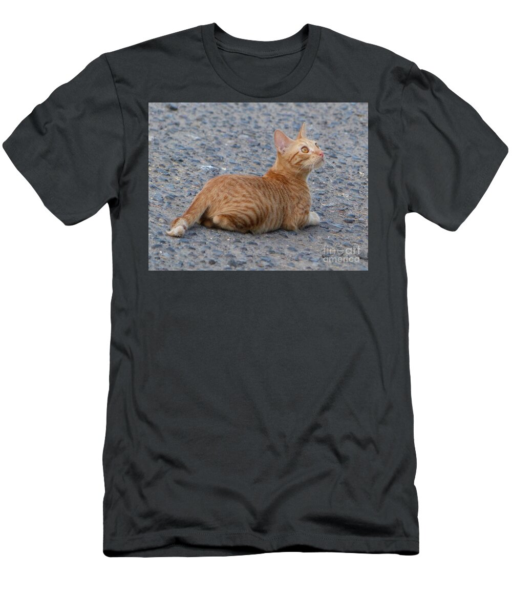 Orange-striped Tabby Kitten T-Shirt featuring the photograph Goldie by Rosanne Licciardi