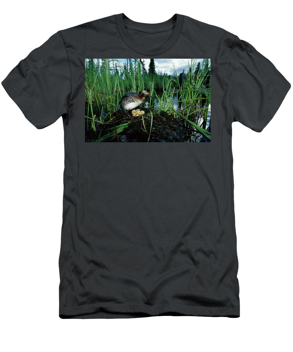 00160965 T-Shirt featuring the photograph Grebe with Chick Tending Eggs by Michael Quinton