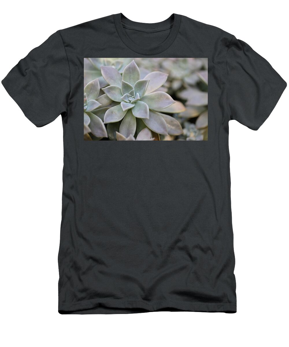 Succulent T-Shirt featuring the photograph Grey Ghost Plant by Mingming Jiang