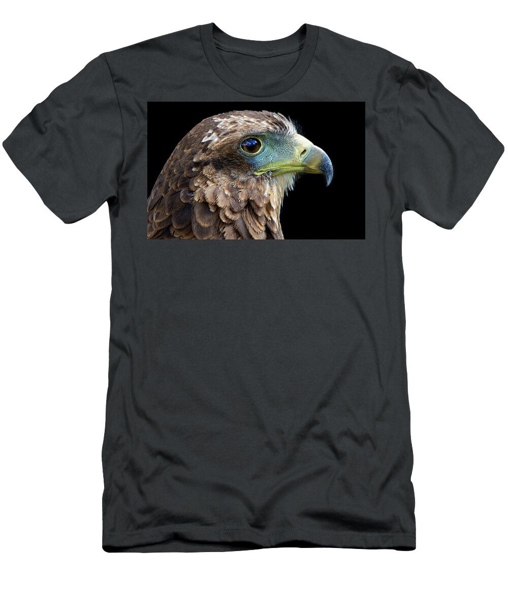 Harris's Hawk T-Shirt featuring the photograph Harris's Hawk portrait by Gareth Parkes