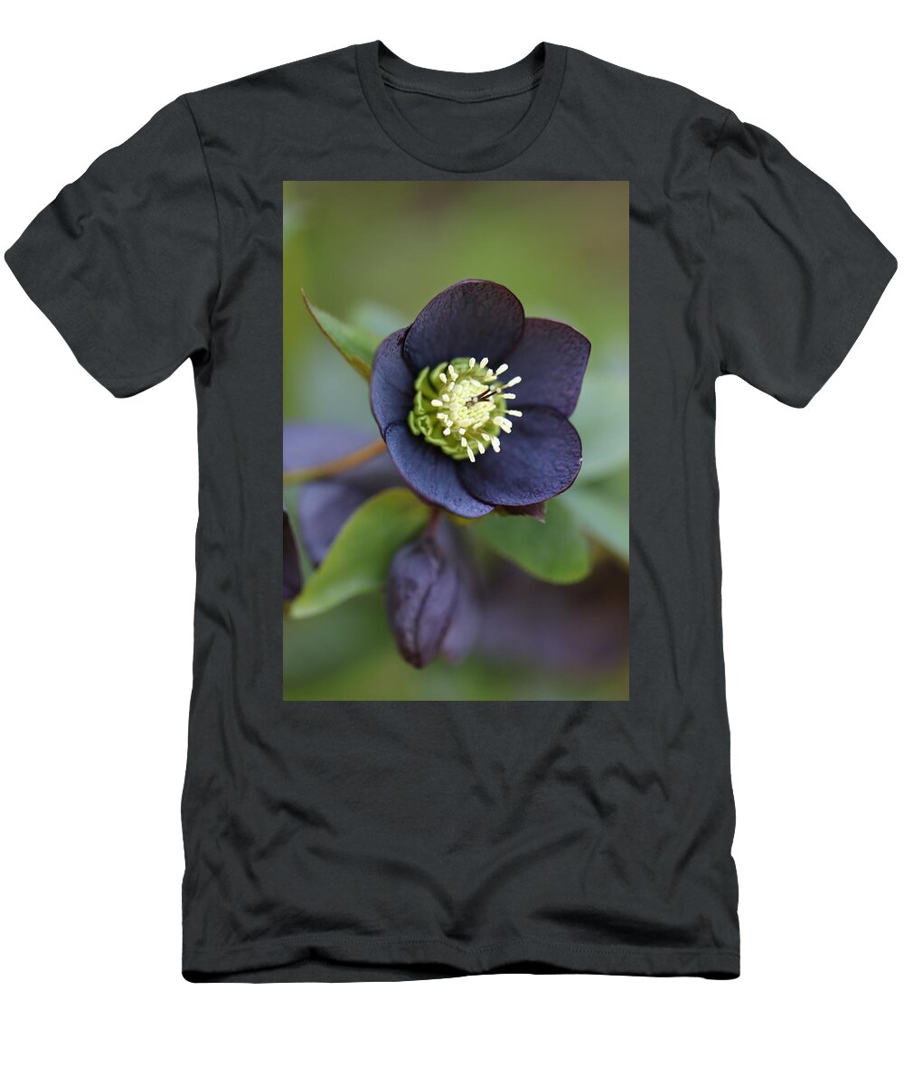 Helleborus Orientalis T-Shirt featuring the photograph Hellebore by Tammy Pool