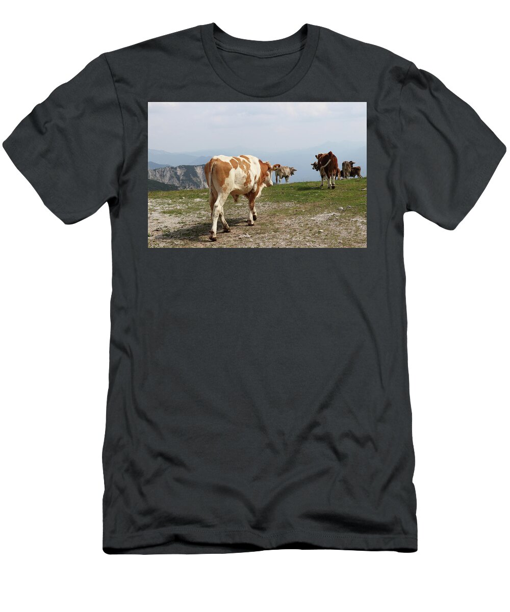 Hochkar T-Shirt featuring the photograph Herd of bred cows of the Pinzgauer cattle breed cheerfully walks on the top of the Hochkar mountain in the Austrian Alps in the huge ski resort. Raw nature with native animals. View on butt by Vaclav Sonnek