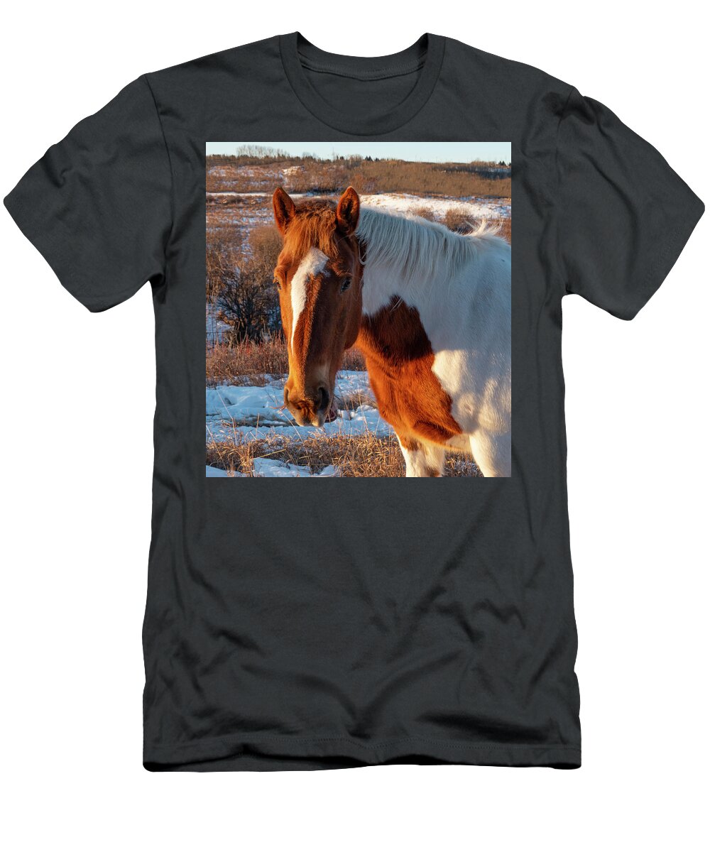 Horse T-Shirt featuring the photograph Horse Portrait At Dawn by Phil And Karen Rispin