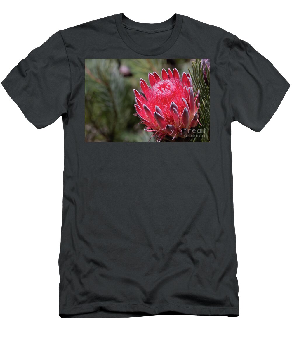 Protea Lacticolor T-Shirt featuring the photograph Hottentot Sugarbush by Eva Lechner