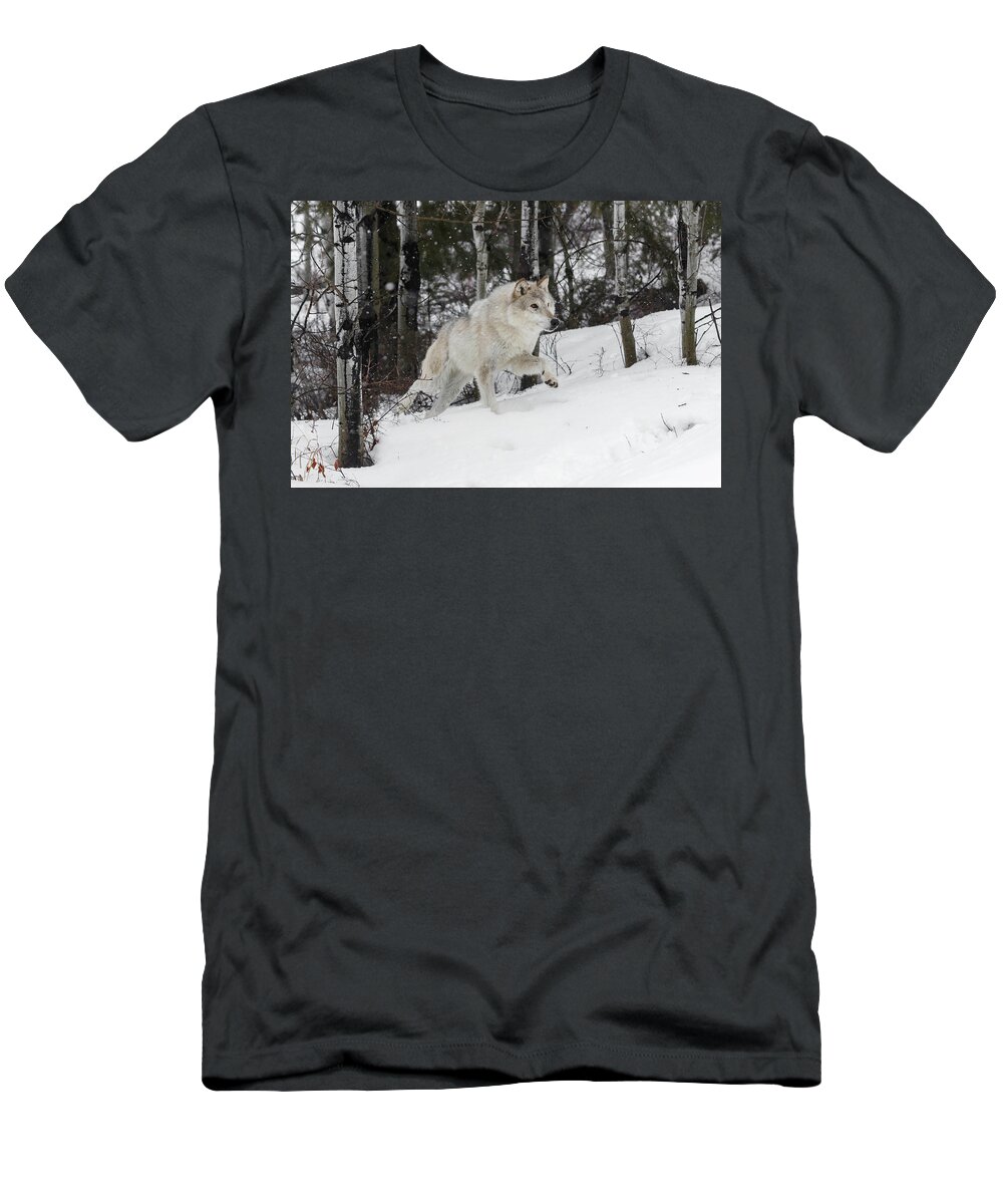 Hunting Wolf T-Shirt featuring the photograph Hunting Wolf by Wes and Dotty Weber