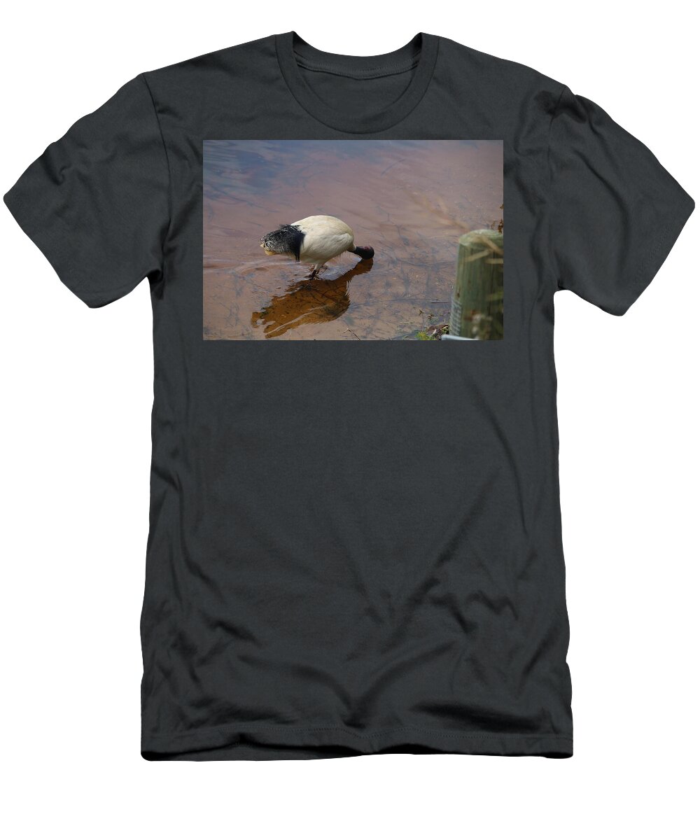 Threskiornis Molucca T-Shirt featuring the photograph Ibis in Shallow Water by Michaela Perryman