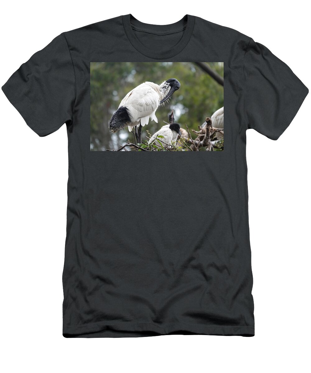 Animals T-Shirt featuring the photograph Ibis with Chicks on Nest by Maryse Jansen