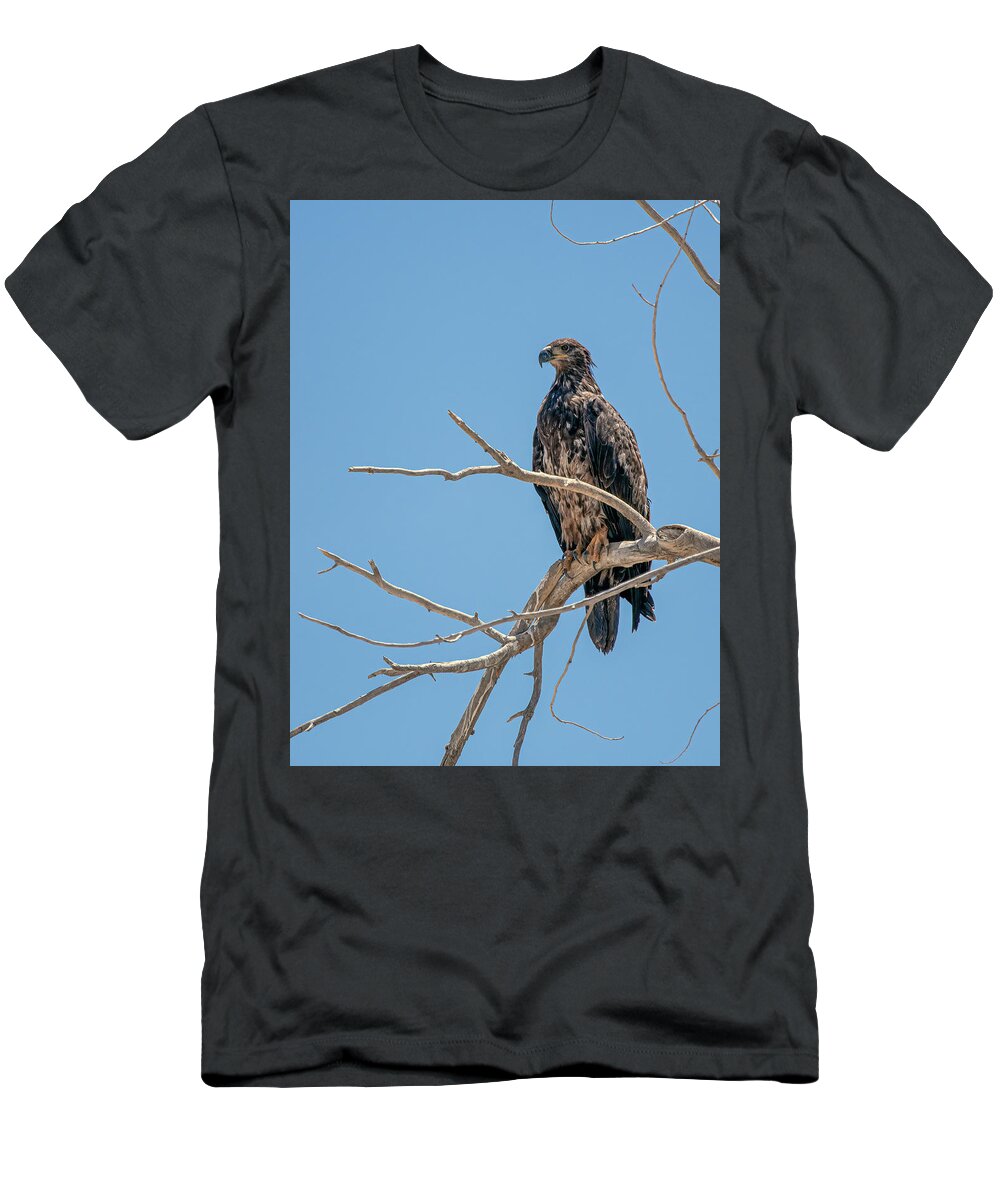Lahontan T-Shirt featuring the photograph Immature Bald Eagle 2 by Rick Mosher