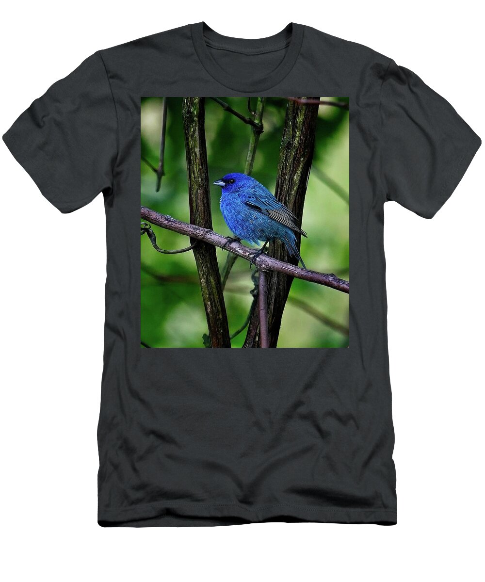 Songbird T-Shirt featuring the photograph Indigo Bunting by Ronald Lutz