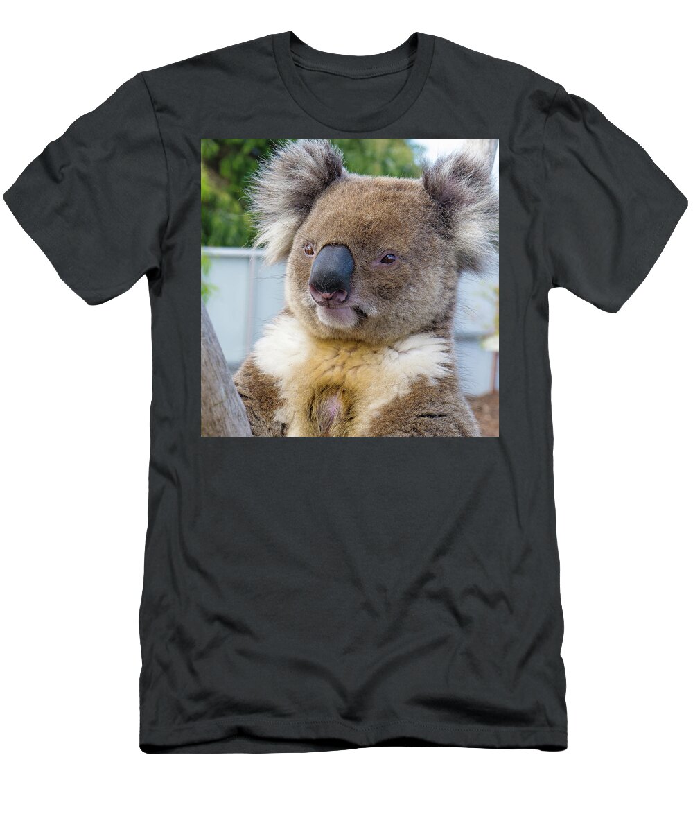Koala Albany Australia T-Shirt featuring the photograph Koala - Albany, Australia by David Morehead