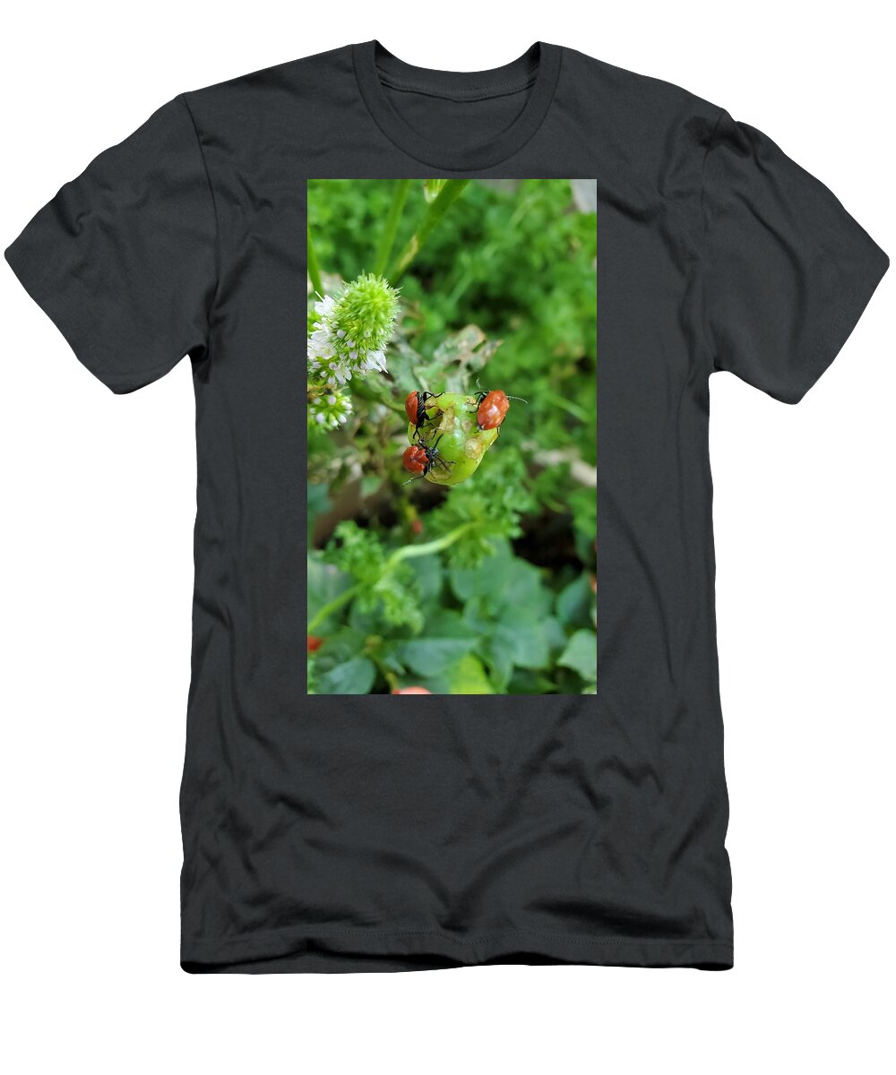 Ladybugs T-Shirt featuring the photograph LadyBugs Feeding by Stacie Siemsen