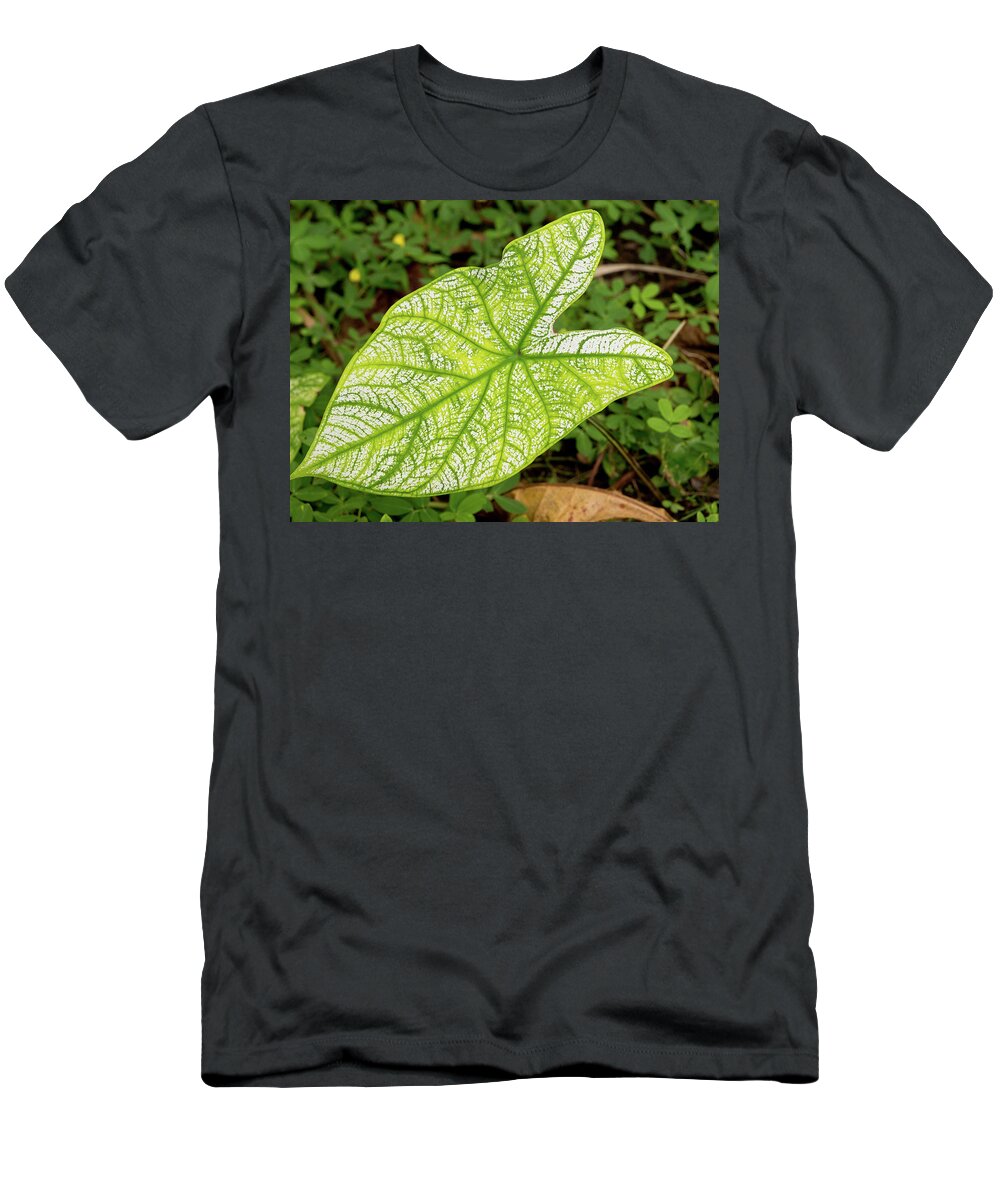 Dakak Philippines T-Shirt featuring the photograph Large Caladium Leaf by David Desautel