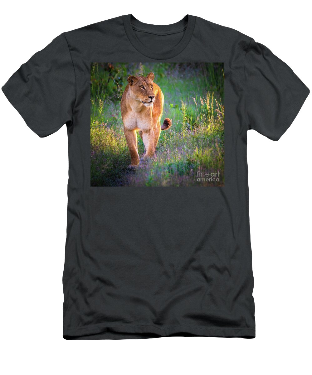 Africa T-Shirt featuring the photograph Lion in the morning by Inge Johnsson