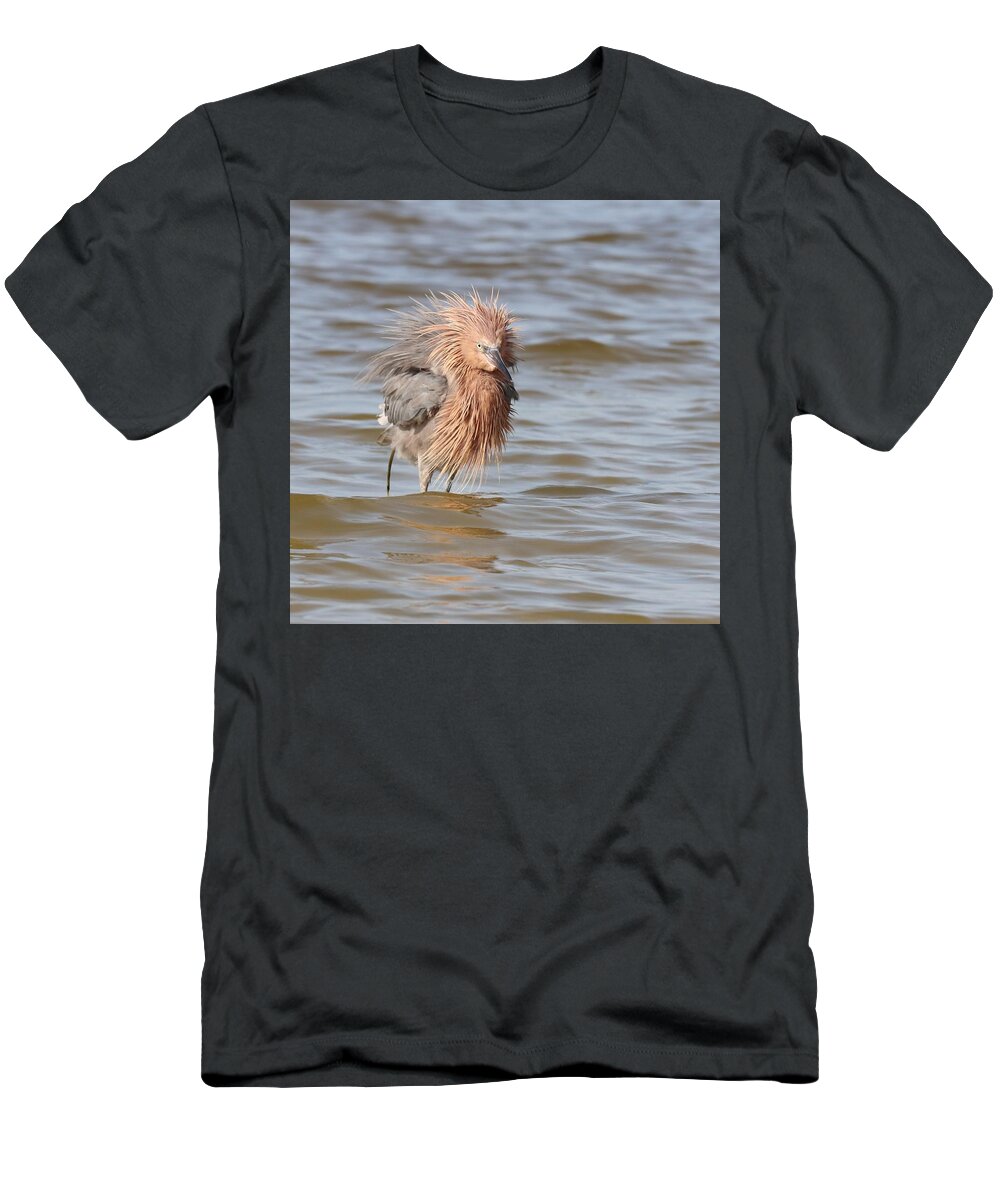 Reddish Egret T-Shirt featuring the photograph Reddish Egret or Lion? by Mingming Jiang