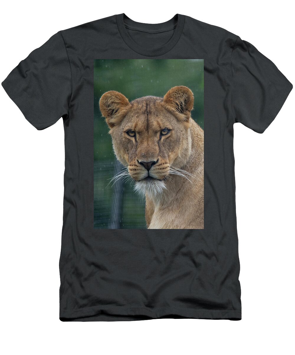 Lion T-Shirt featuring the photograph Lioness in the rain by Gareth Parkes