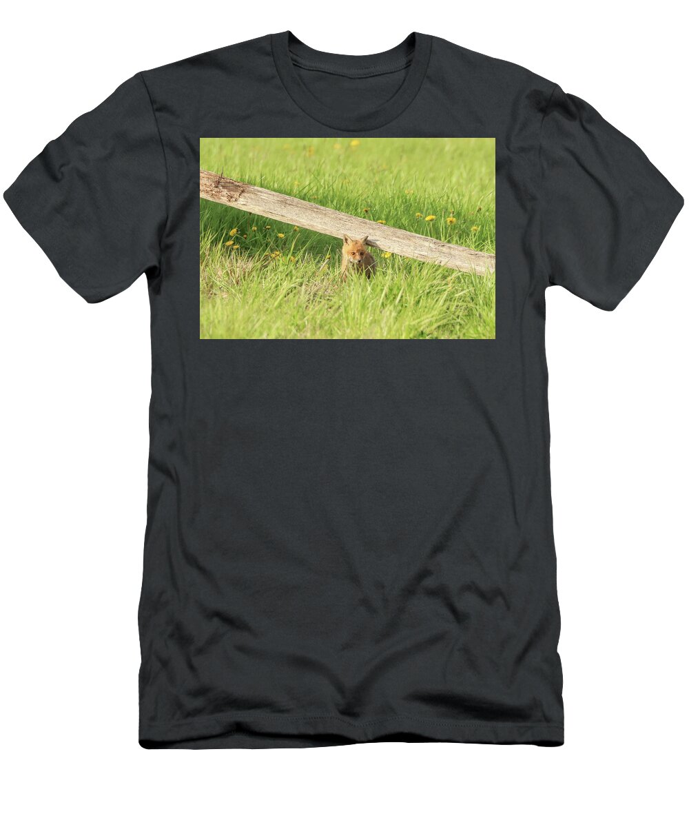Carrie Ann Grippo-pike T-Shirt featuring the photograph Little Fox in the Grass by Carrie Ann Grippo-Pike