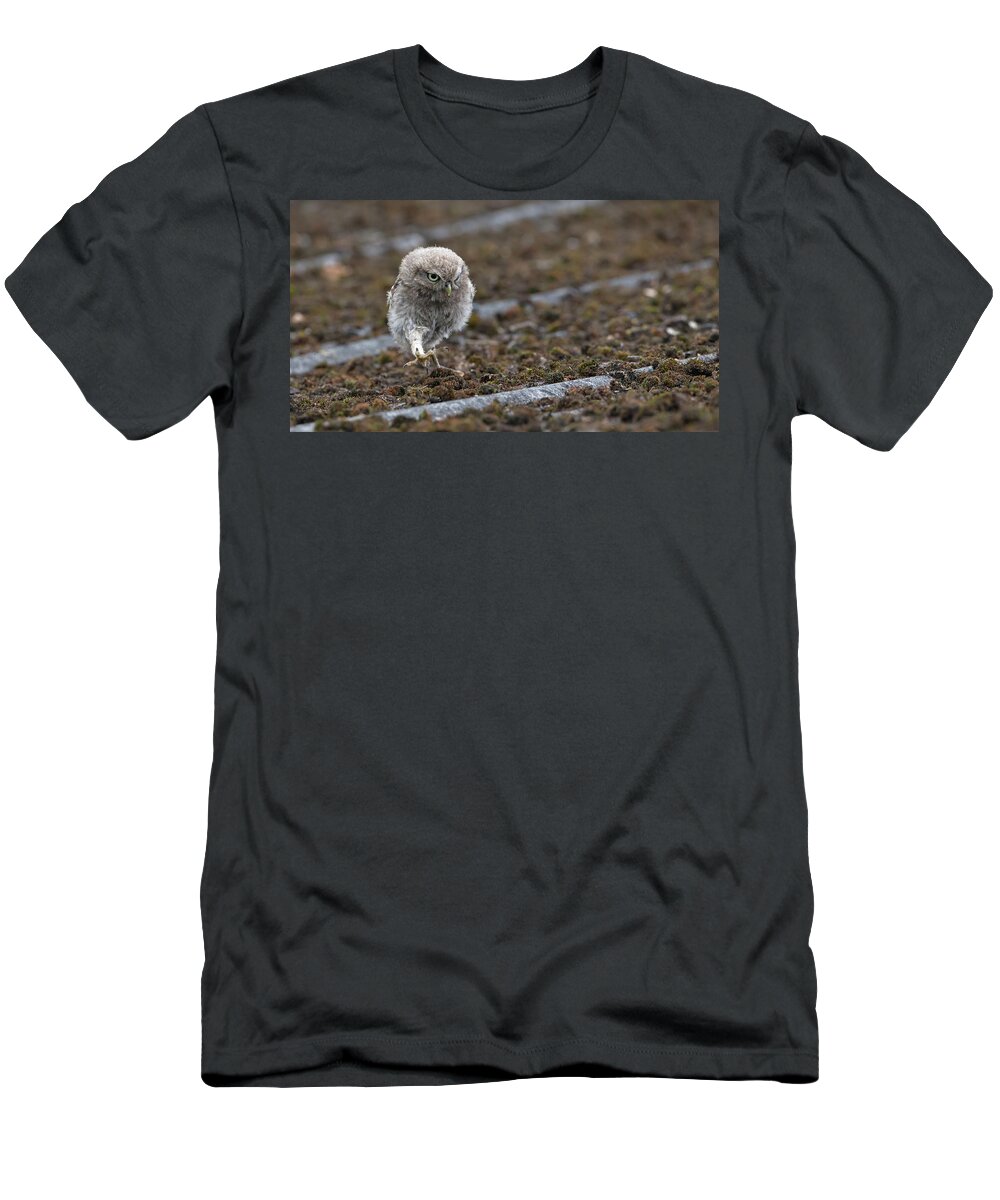 Little T-Shirt featuring the photograph Little Owlet On The Prowl by Pete Walkden