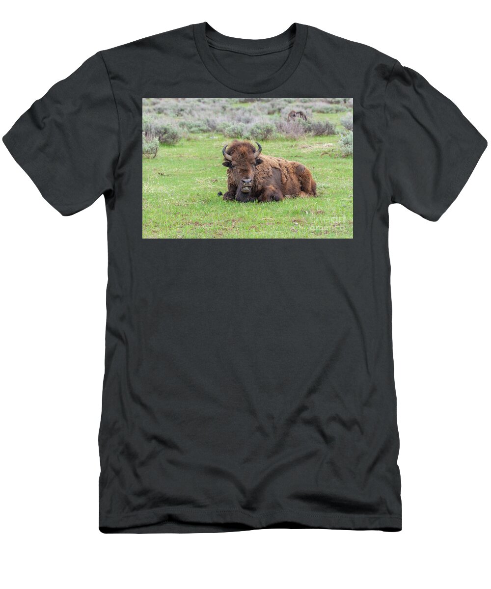 Montana T-Shirt featuring the photograph Lone Resting Buffalo by Daniel Ryan