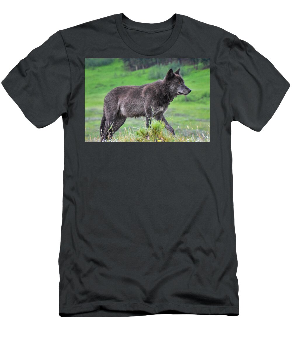 Wolf T-Shirt featuring the photograph Lone Wolf by Ed Stokes