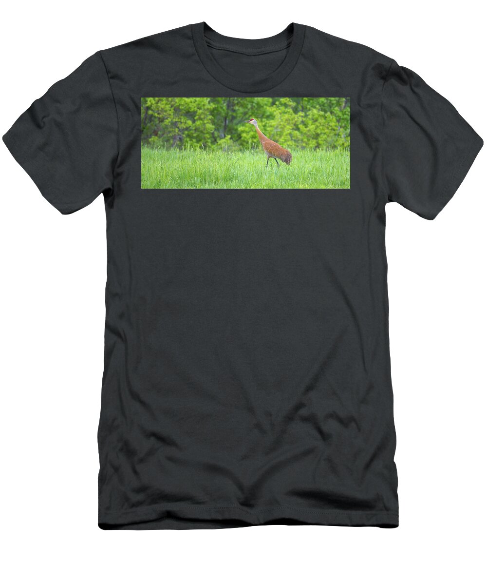 Fox T-Shirt featuring the photograph Lzy C Stroll by Kevin Dietrich