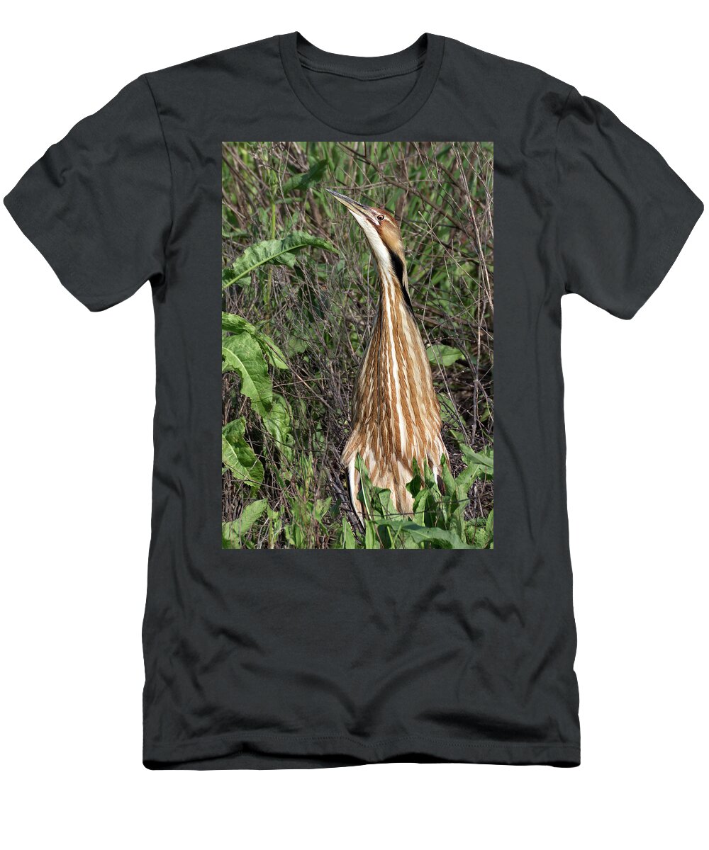 American Bittern T-Shirt featuring the photograph Male American Bittern in Breeding Plumage by Kathleen Bishop