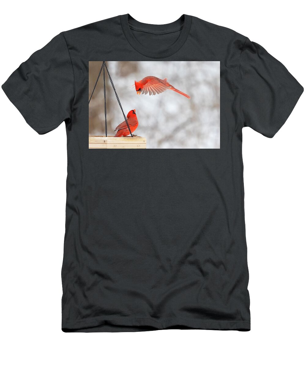 Cardinal T-Shirt featuring the photograph Male Cardinal Standoff by Deborah Penland
