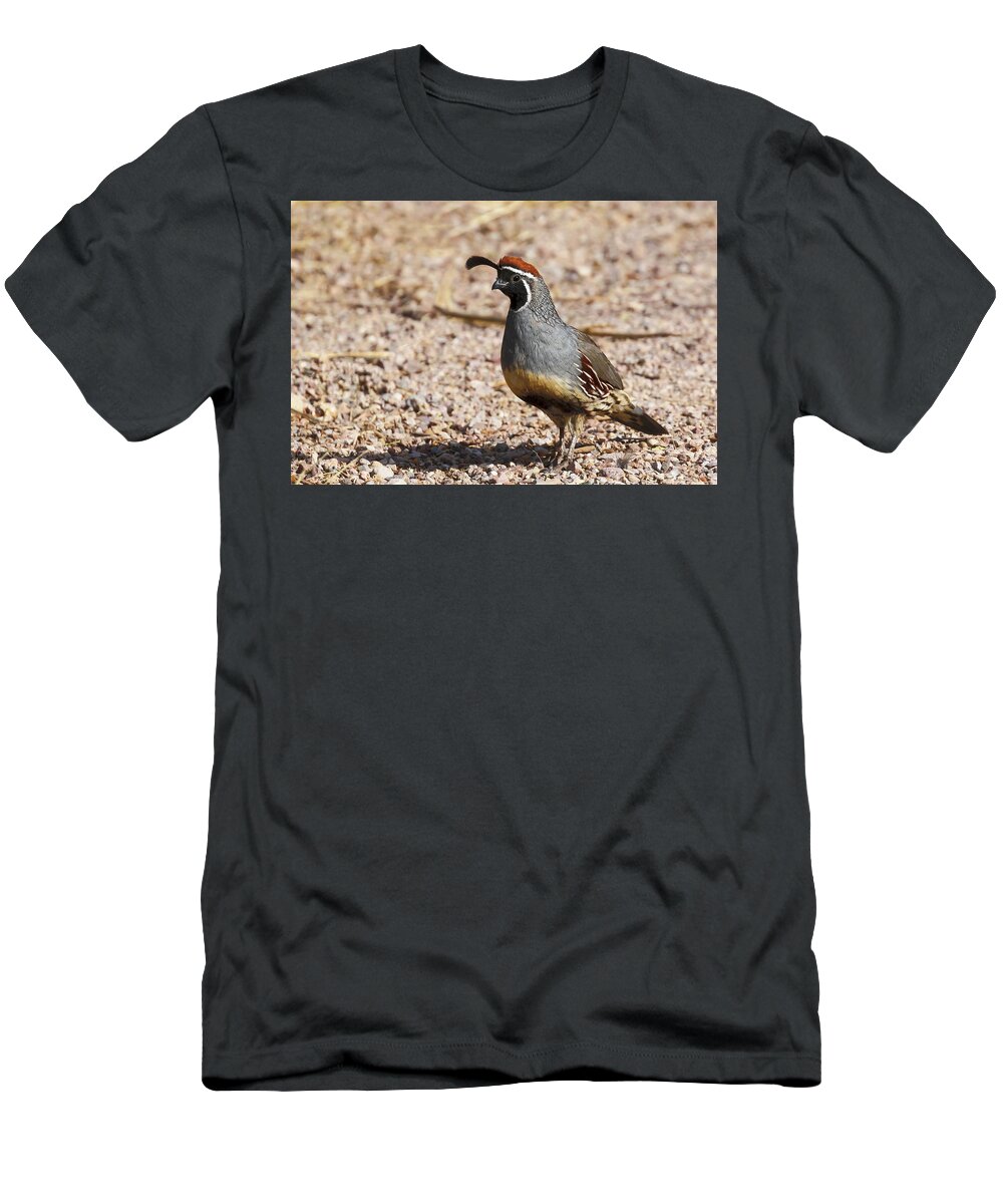 Quail T-Shirt featuring the photograph Male Gambel's Quail by Susan Rissi Tregoning