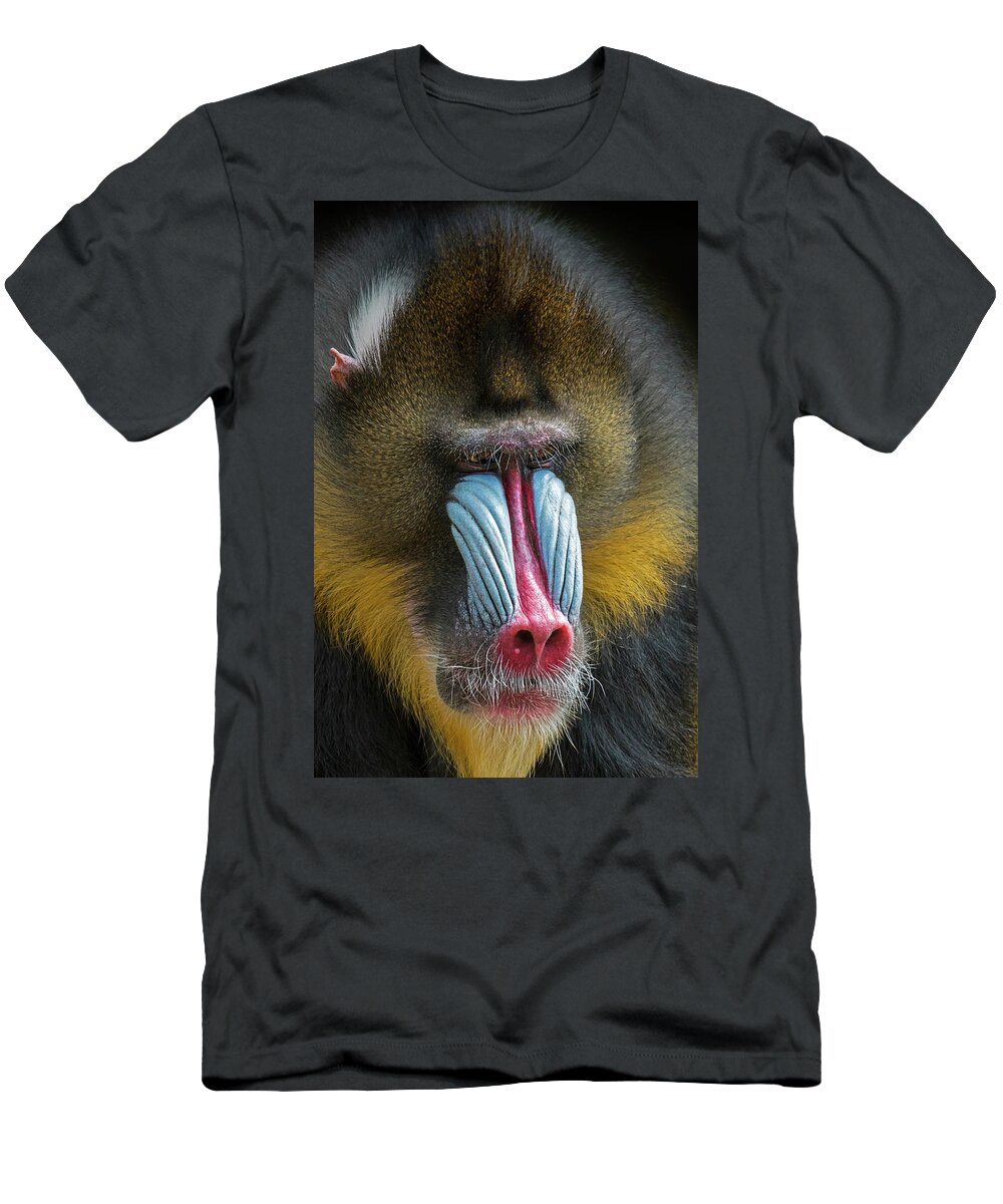 Mandrill T-Shirt featuring the photograph Mandrill by Arterra Picture Library