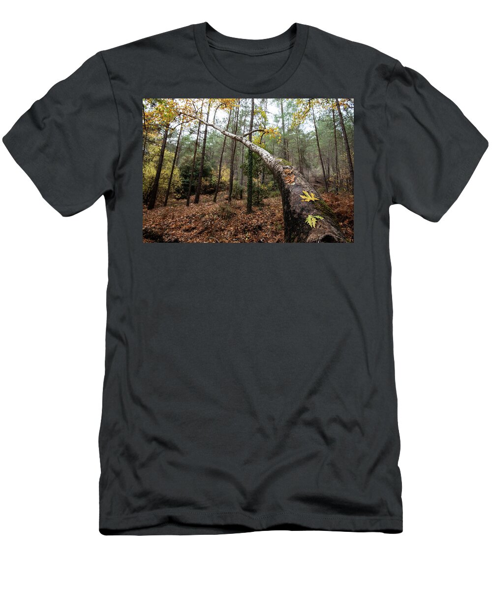 Autumn T-Shirt featuring the photograph Maple leaves on a tree branch in autumn. Fall season in a forest. by Michalakis Ppalis