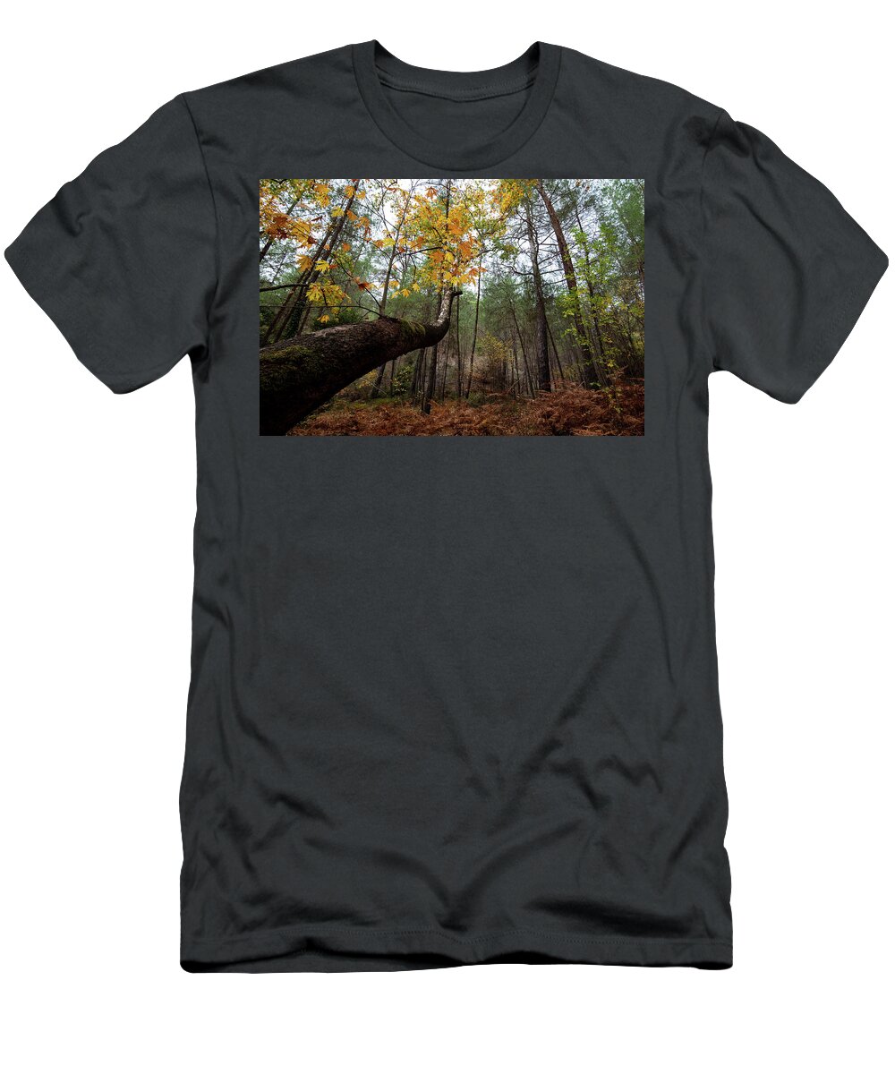 Autumn T-Shirt featuring the photograph Maple tree with yellow leaves in autumn in a forest . Troodos Cyprus by Michalakis Ppalis
