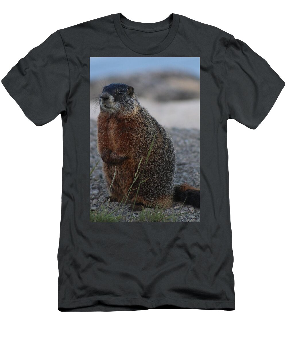 Marmot T-Shirt featuring the photograph Marmot by Yvonne M Smith