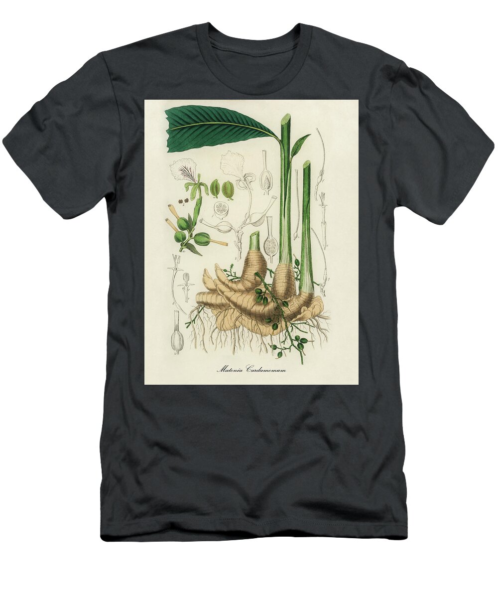 Elettaria Cardamomum T-Shirt featuring the digital art Matonia cardamomum - True Cardamom - Medical Botany - Vintage Botanical Illustration by Studio Grafiikka