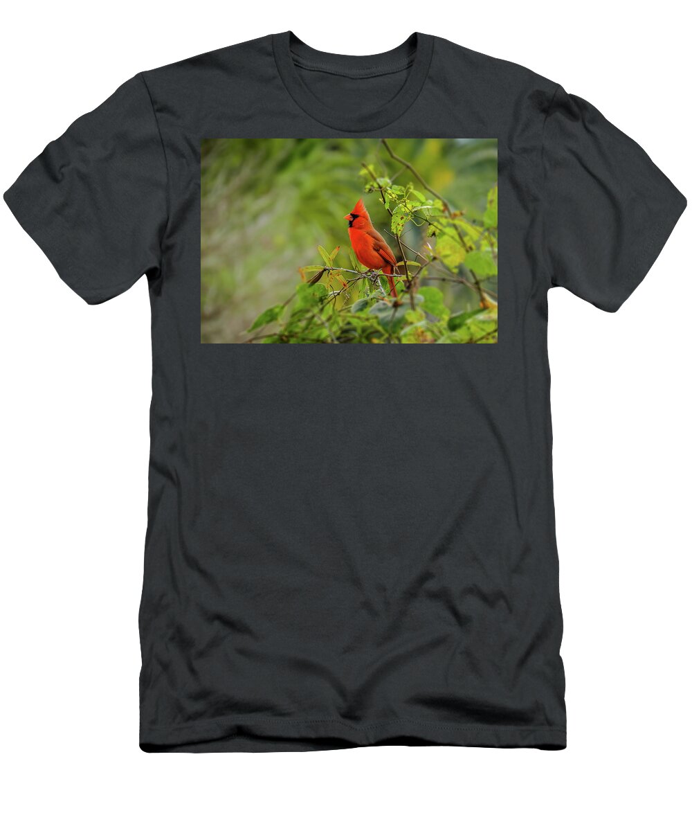 Northern Cardinal T-Shirt featuring the photograph Messenger of Love by Laura Putman