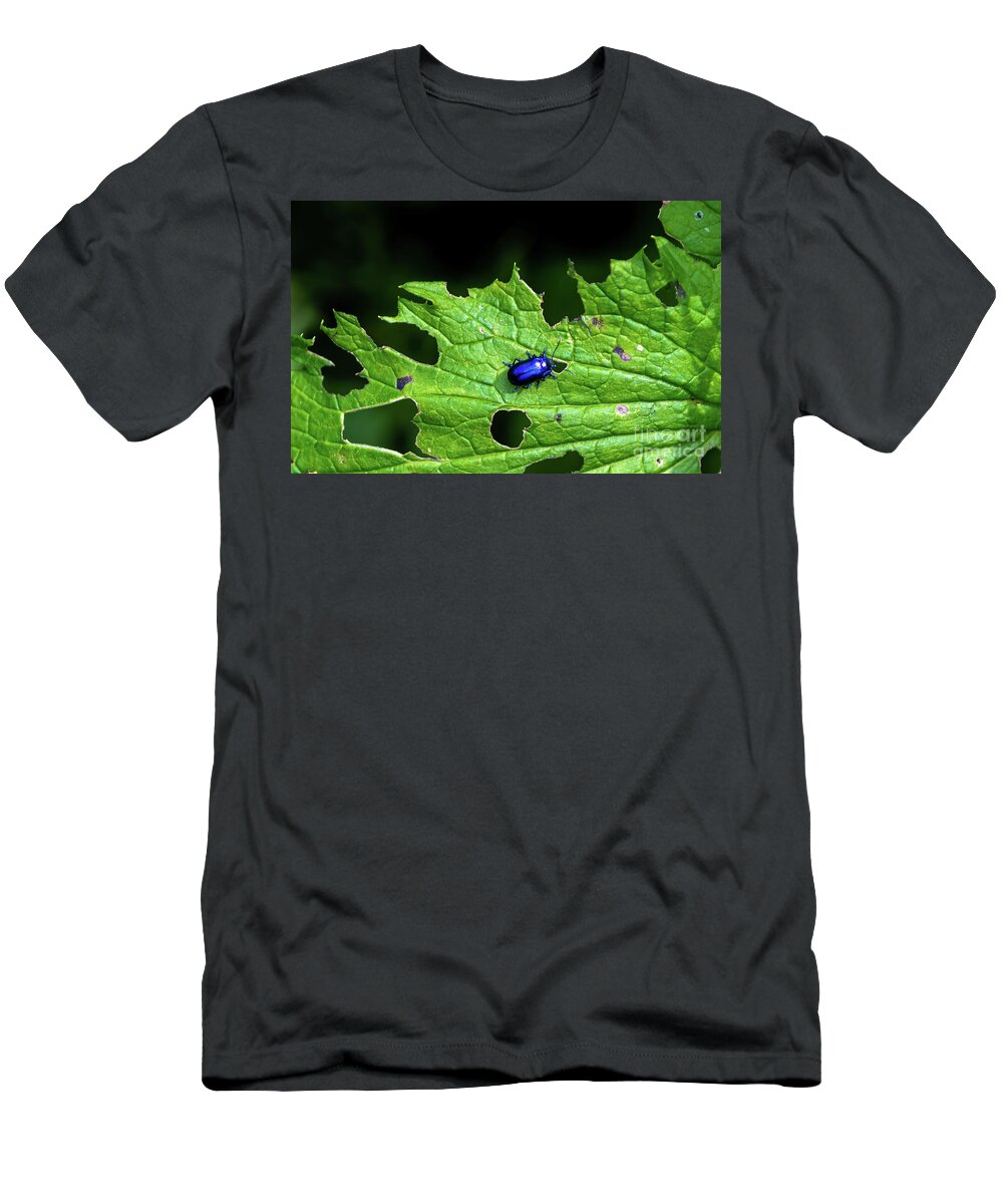 Agriculture T-Shirt featuring the photograph Metallic Blue Leaf Beetle On Green Leaf With Holes by Andreas Berthold