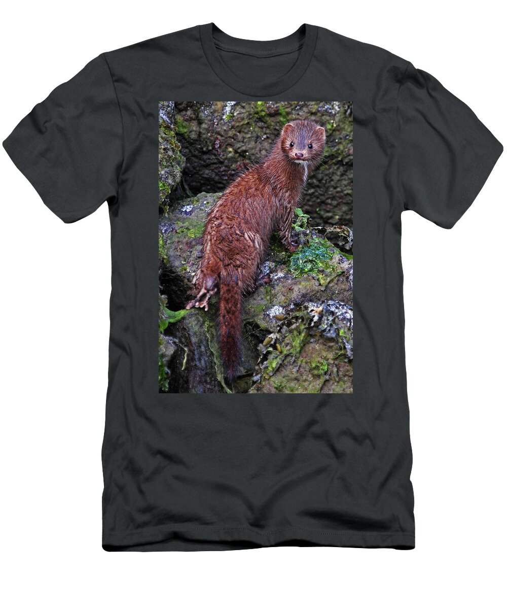 Mink T-Shirt featuring the photograph Mink at Low Tide - Vertical Crop by Peggy Collins